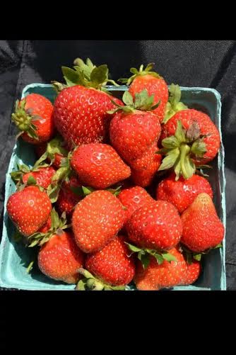 Strawberry Picking on Long Island