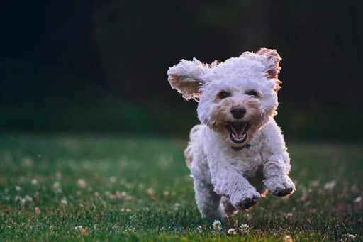 7 Essential Items Every Pet Owner Should Have