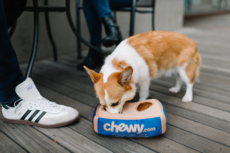 A Useful List That Will Help You Take Care Of Your Dog: Which Food To Avoid