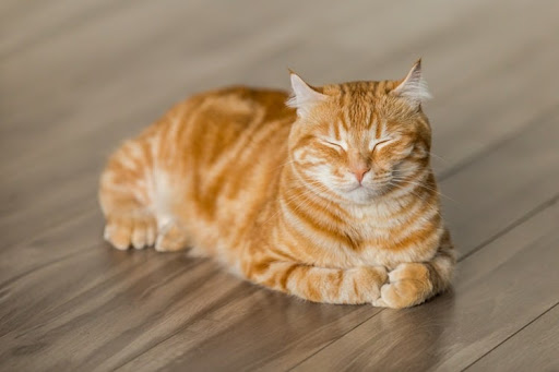 7 Fun And Cute Things That Cat Lovers Do
