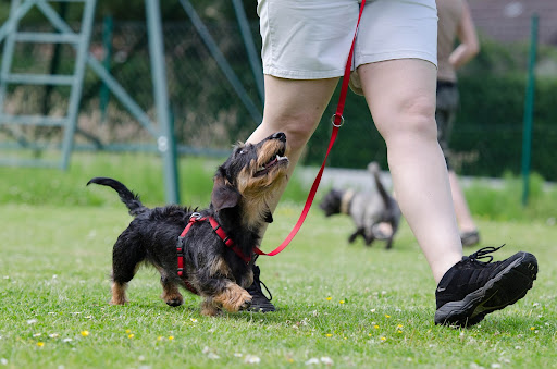 Tips And Tricks To Help You Train Your Dog The Right Way
