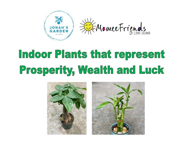 Plants that represent Prosperity, Wealth and Luck
