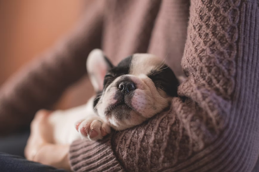 Cute Puppy Breeds That Make Great Pets For Families With Kids
