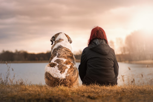 3 Smart Pet Adoption Tips You Should Follow