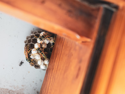 8 Signs That Indicate You May Have a Pest Problem