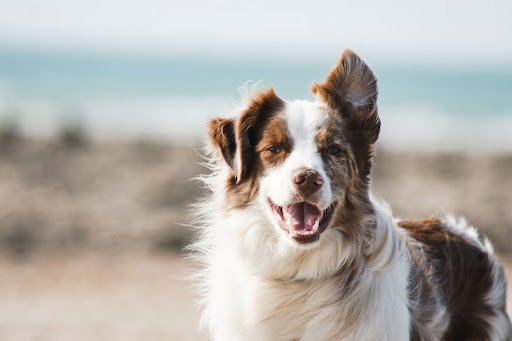 How to Identify and Eliminate Factors Harming Your Dog’s Comfort