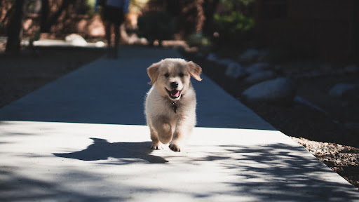 Important Things to Keep in Mind When Choosing a Puppy for Your Family