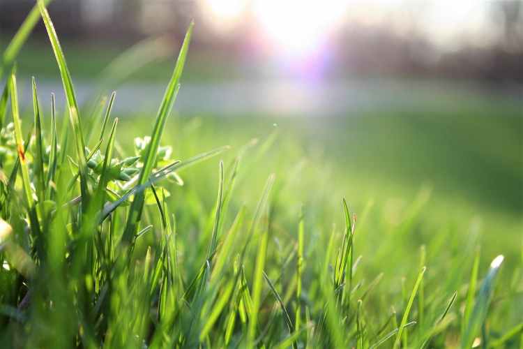 Strategies in Managing Common Lawn Pests and Diseases
