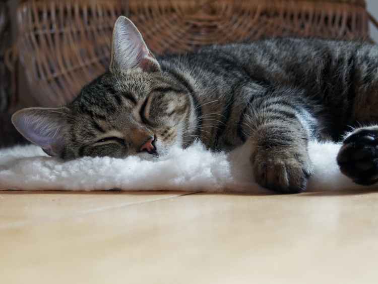 Cherished Whiskers: A Guide to Cat Portraits and Bereavement Gifts