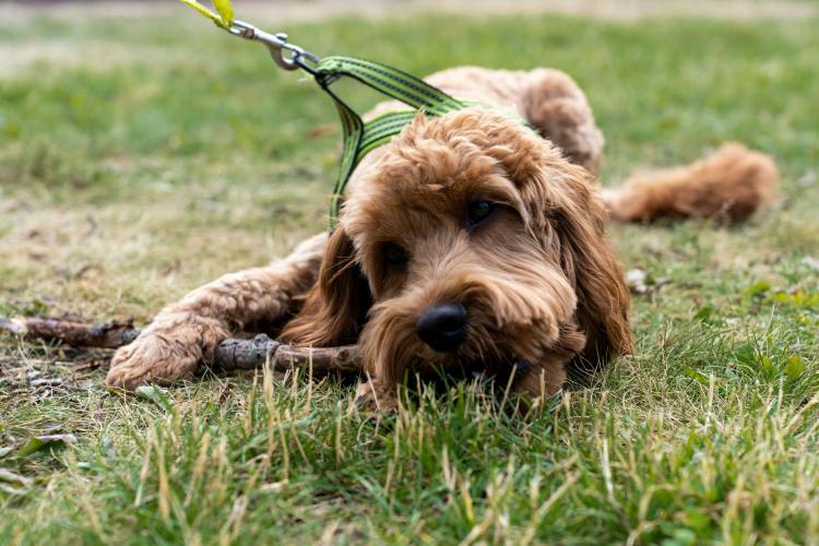 7 Care Tips for Dogs with Long Mustaches and Beards