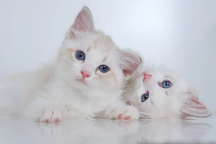 Bringing Home A Ragdoll Kitten: What Every New Cat Parent Should Know
