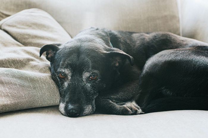 Caring For Senior Pets: Simple Routines For AHealthy Life At Home