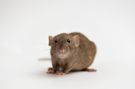 Bugs, Rodents, And Seasons: A Yearly Pest Calendar Every Mom Should Know