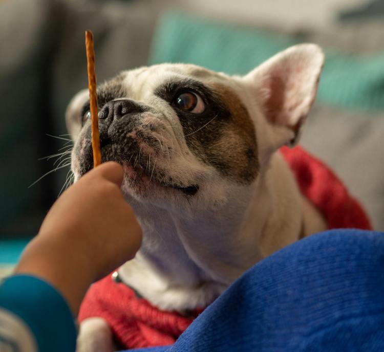 5 Types of Dog Chews That Help Keep Dogs Engaged