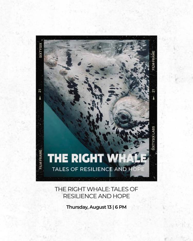 Southampton Arts Center Hosts Film Screening for The Right Whale