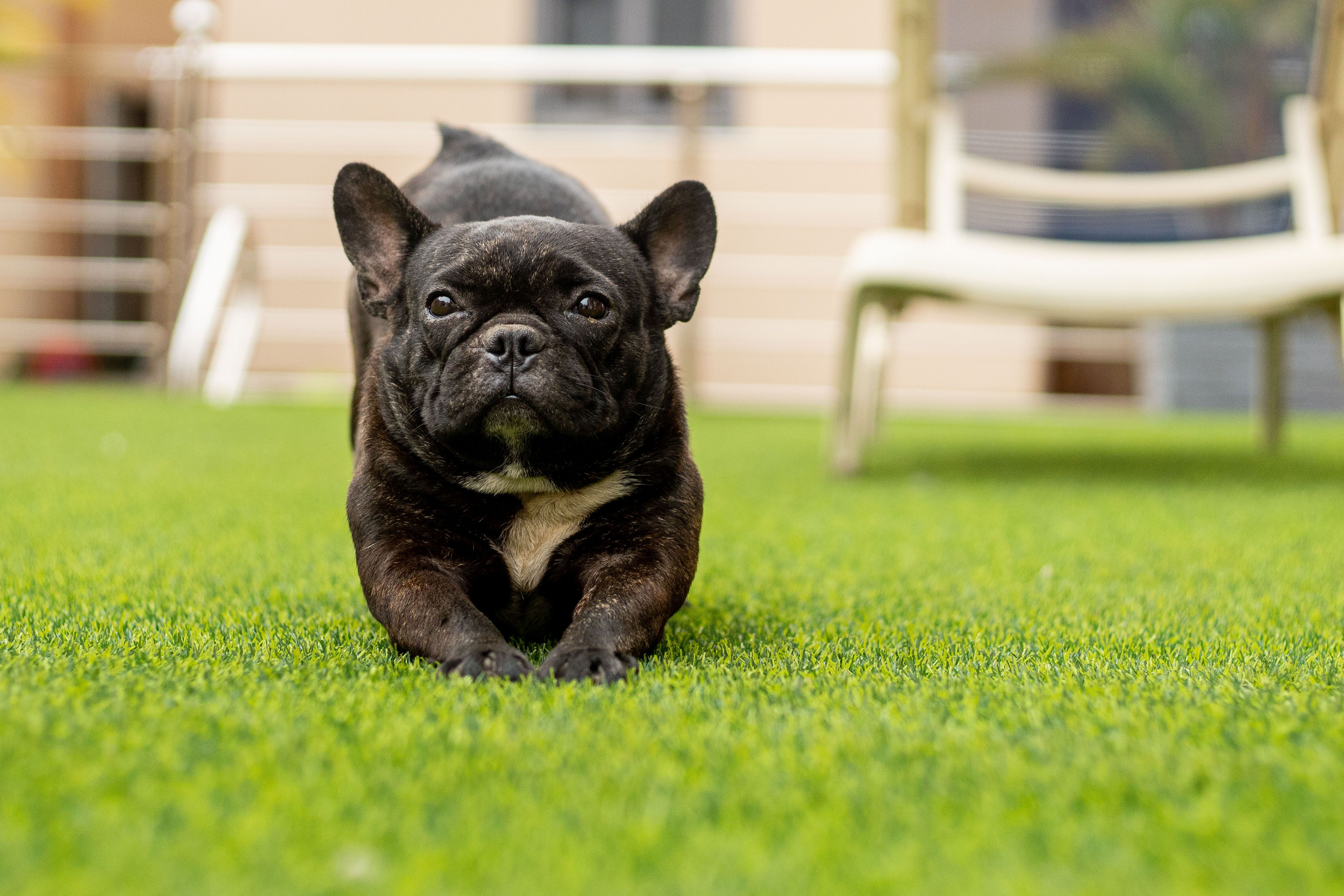 What Every Pet Owner Should Know Before Choosing Artificial Grass